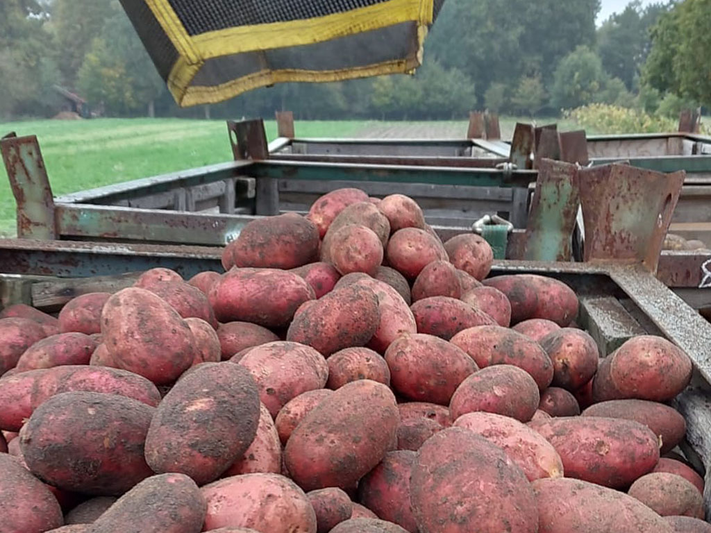 Kleehof Ostbevern - Nico Loddenkötter - Bio-Kartoffeln